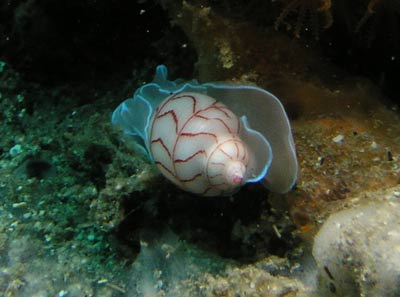 Crab at Ladies Reef