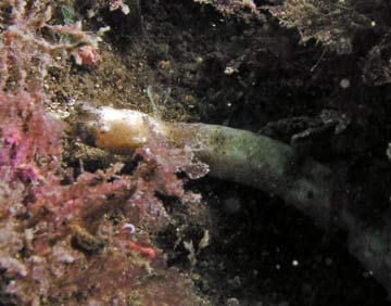 Pipefish