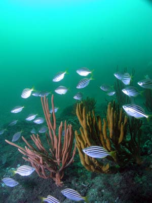 La Perouse Point