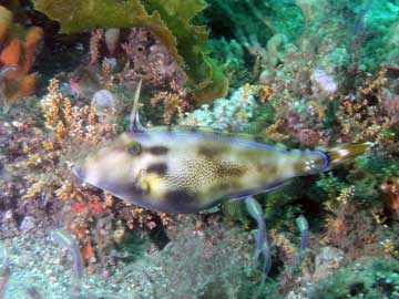 Leatherjacket