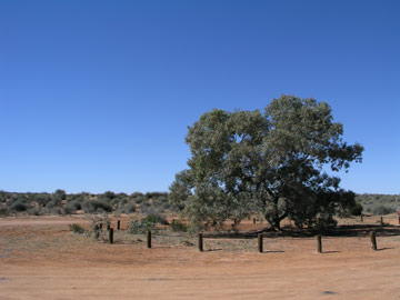 Lone Gum Tree