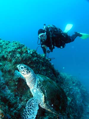 Turtle