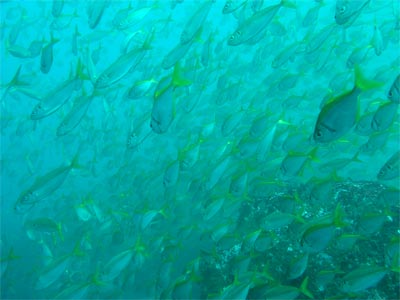 Fish at Marley