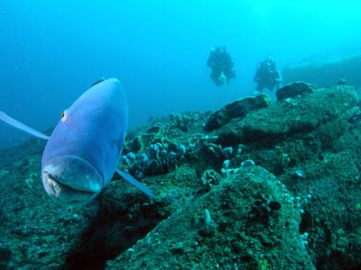 Friendly Blue Groper at Marley