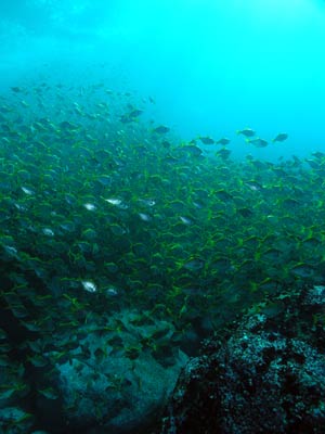 Fish at Marley