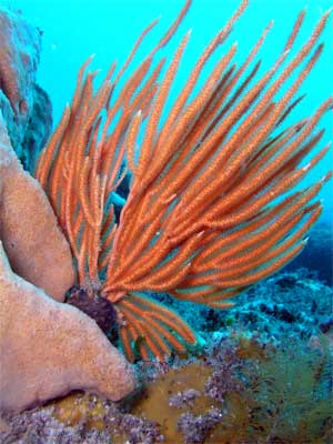 Fish at Marley