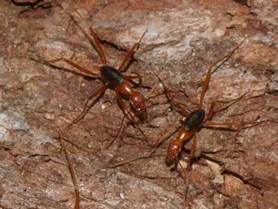 Ants!