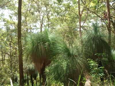 Grass Trees