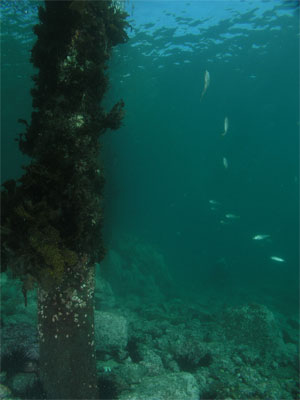 Under the Merimbula Wharf