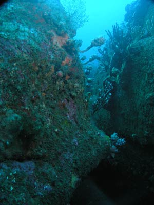 M & K Reef