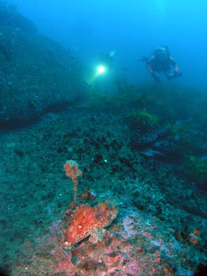 M & K Reef