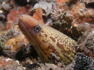 Moasic Eel