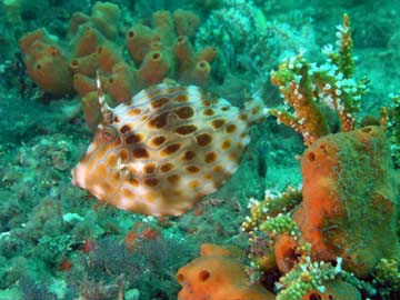 Moasic Leatherjacket