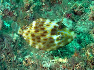 Moasic leatherjacket