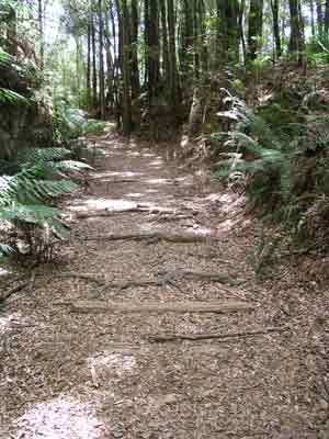 The track to Montezuma Falls