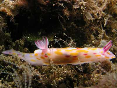 Nudibranch