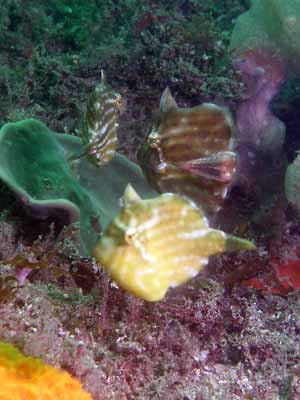 Pygmy leatherjackets