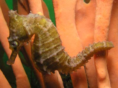 Whites sea horse