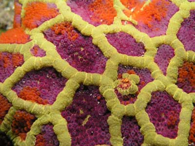 Starfish