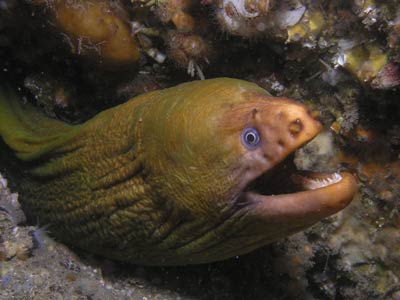 Moray eel