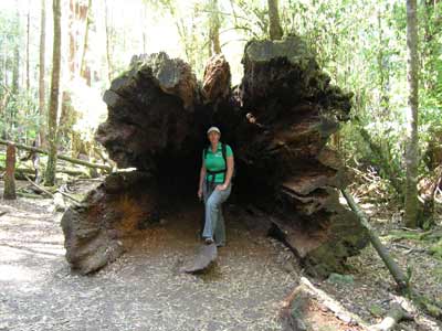 Kelly in a tree
