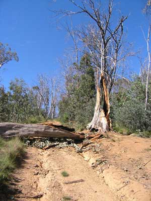 Mt Gibbo