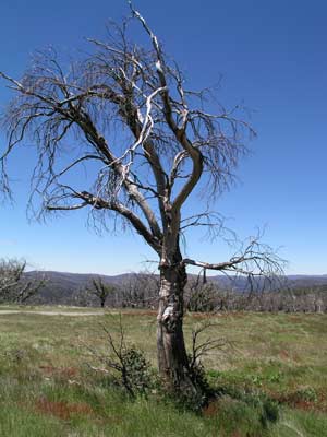 Mt Selwyn