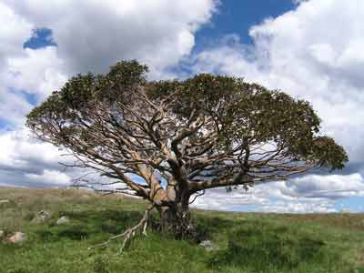 Mt Stirling