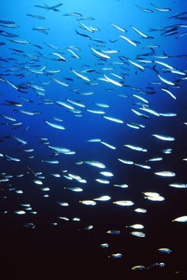 NA Reef