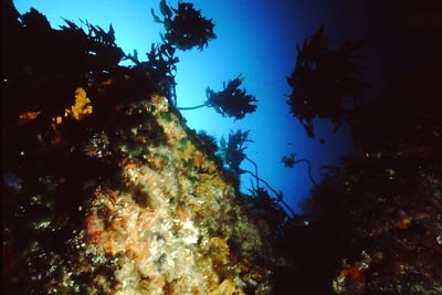 NA Reef