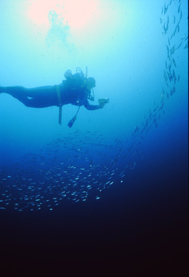 NA Reef