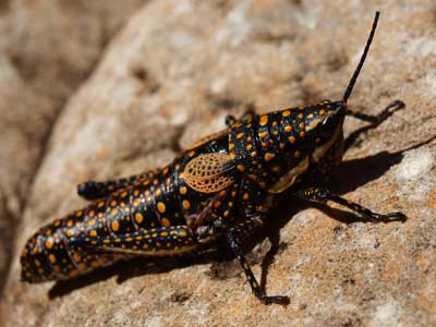 Grasshopper