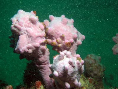 Sea squirt