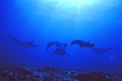 Six of seven manta rays seen at this site