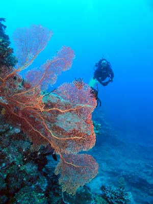 Agincourt Reef