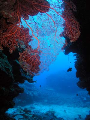 Agincourt Reef