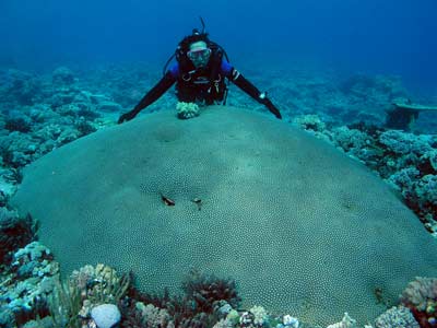 Agincourt Reef