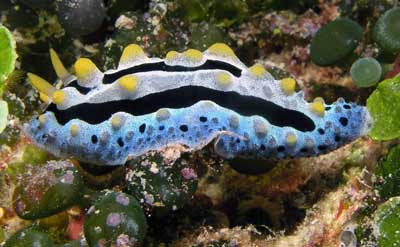 Agincourt Reef