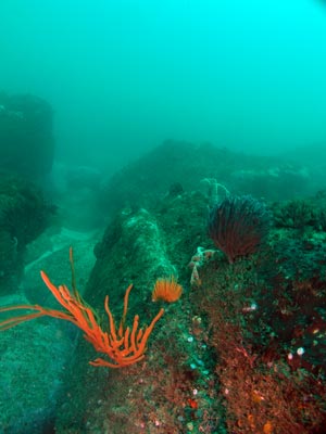 The Cutting North Reef