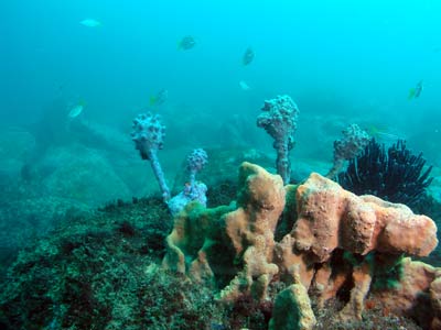 The Cutting North Reef
