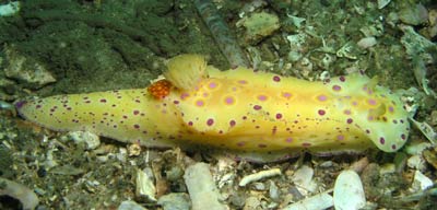 Nudibranch