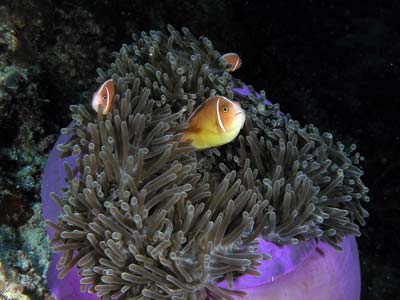 Numnumin Reef
