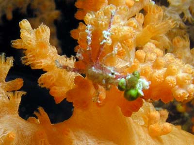 Numnumin Reef