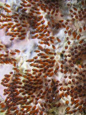 Numnumin Reef
