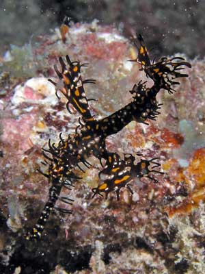 Numnumin Reef