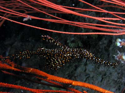 Numnumin Reef