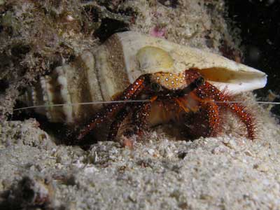 Numnumin Reef