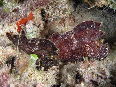 Numnumin Reef
