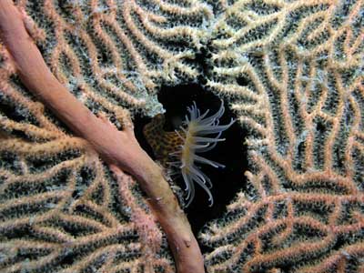 Numnumin Reef