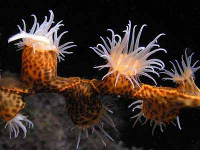 Numnumin Reef